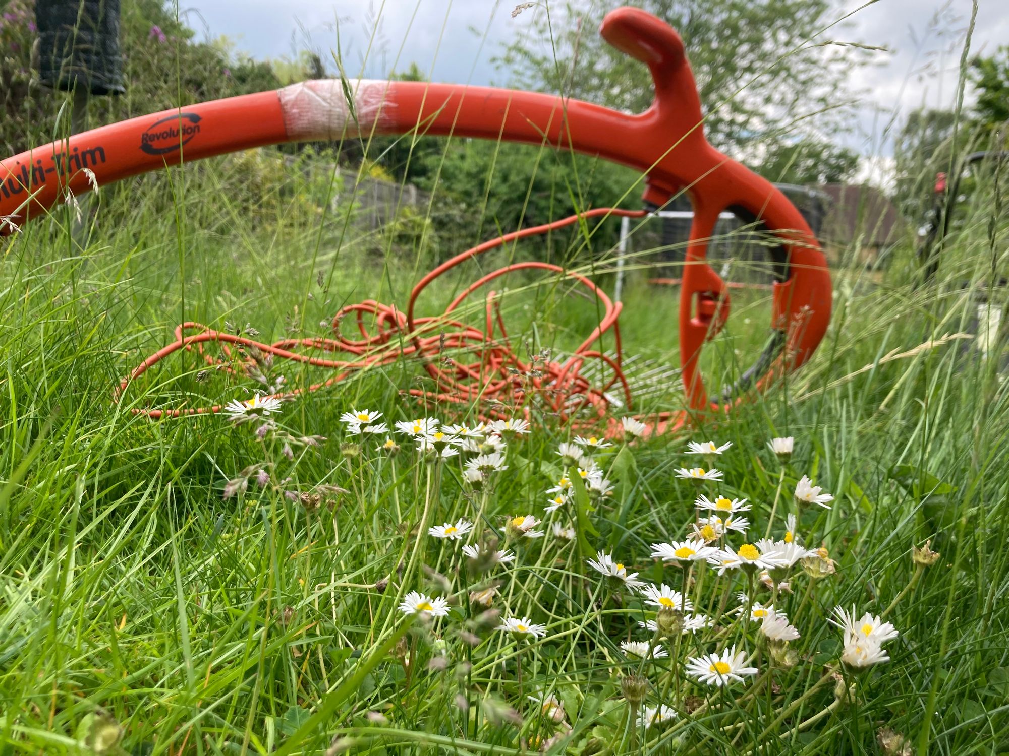 A garden strimmer lying in long grass