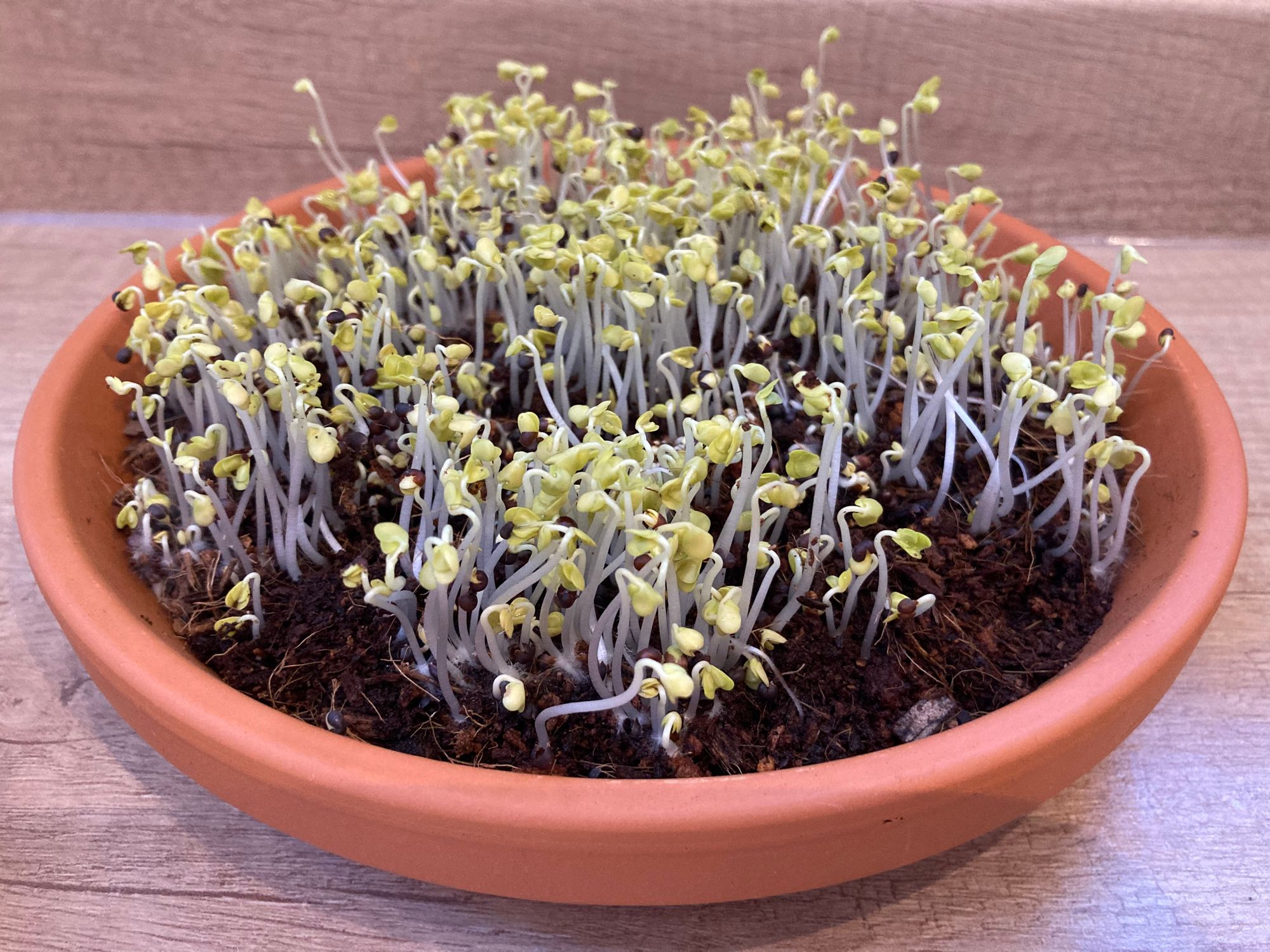 Broccoli micro greens in a terracotta dish 