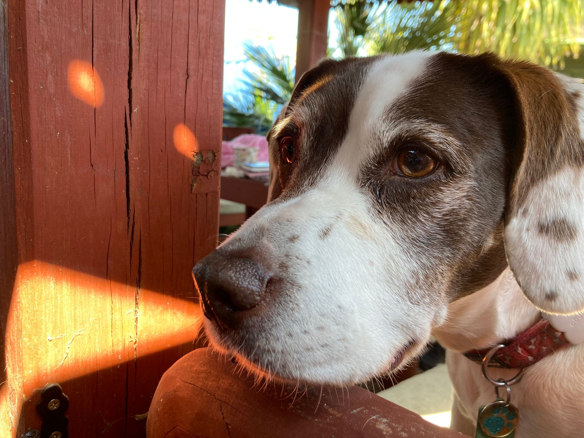 Portrait of Lady, a staffy cross