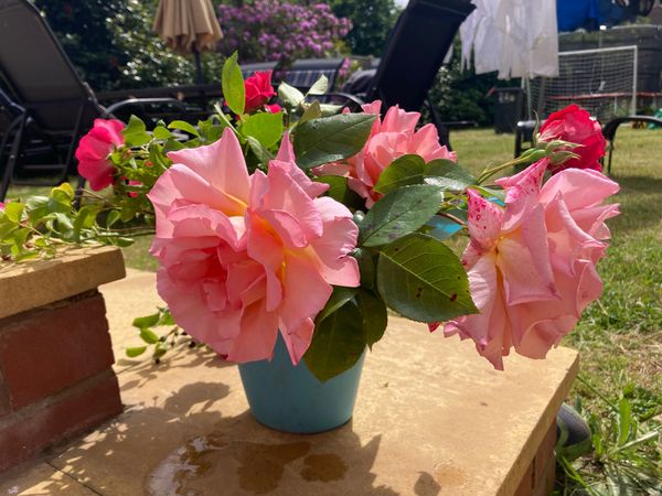Cut flowers in a watering can